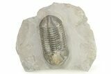 Small-Eyed Struveaspis Trilobite - Jorf, Morocco #273391-5